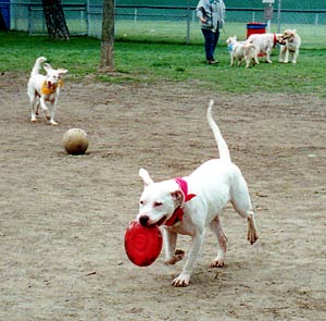 Blizzard with frisbee again