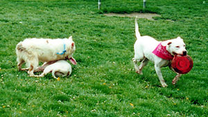 Blizzard with frisbee
