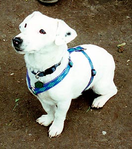 Casper