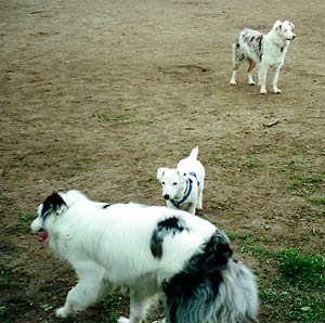 Casper looking for another playmate