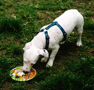 Casper eating his cake