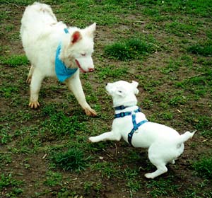 Casper & Mintaka