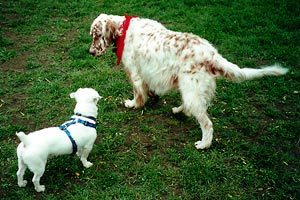 Casper & Penny