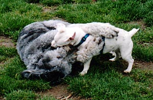 Casper playing