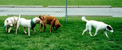 dogs playing