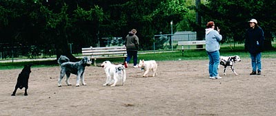 Dogs Playing