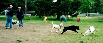 Dogs Playing