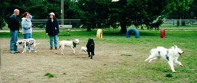 Dogs Playing