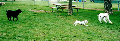 Dogs Playing