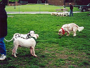 More dogs