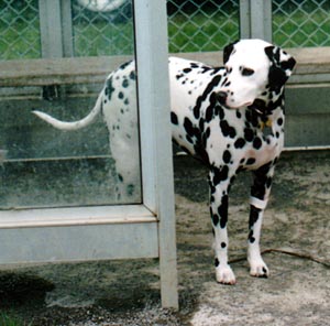 Dottie staying dry