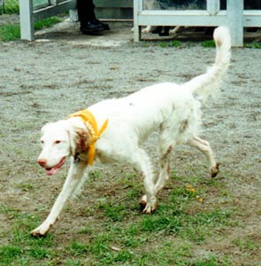 Glenys