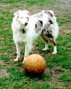 Gwen & boomer ball