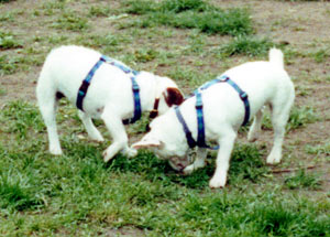 Mango & Casper