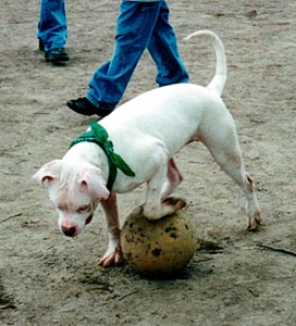 Lumi with ball