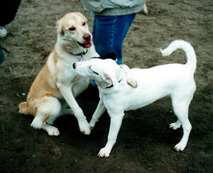 Marlee playing