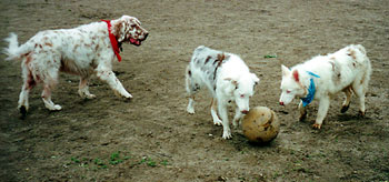 My Ball