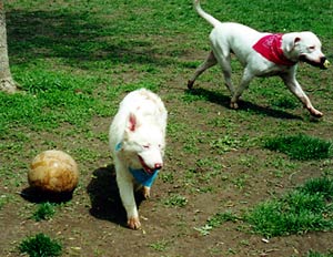 Blizzard & Mintaka with balls