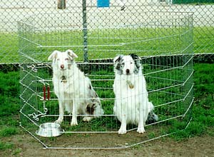 Gwen & Gwydion waiting